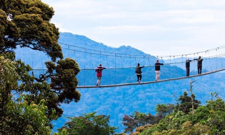 1-Day Nyungwe Canopy Walk Experience - Rainforest Adventure from Kigali