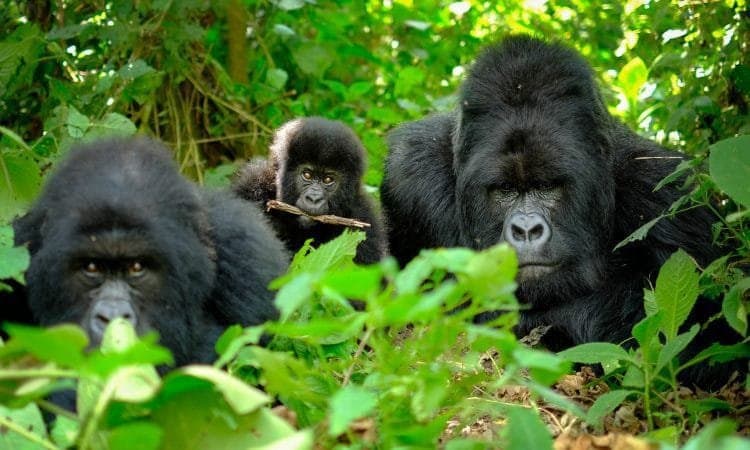 4-Day Rwanda Gorilla Trekking Safari - Volcanoes National Park & Cultural Experience