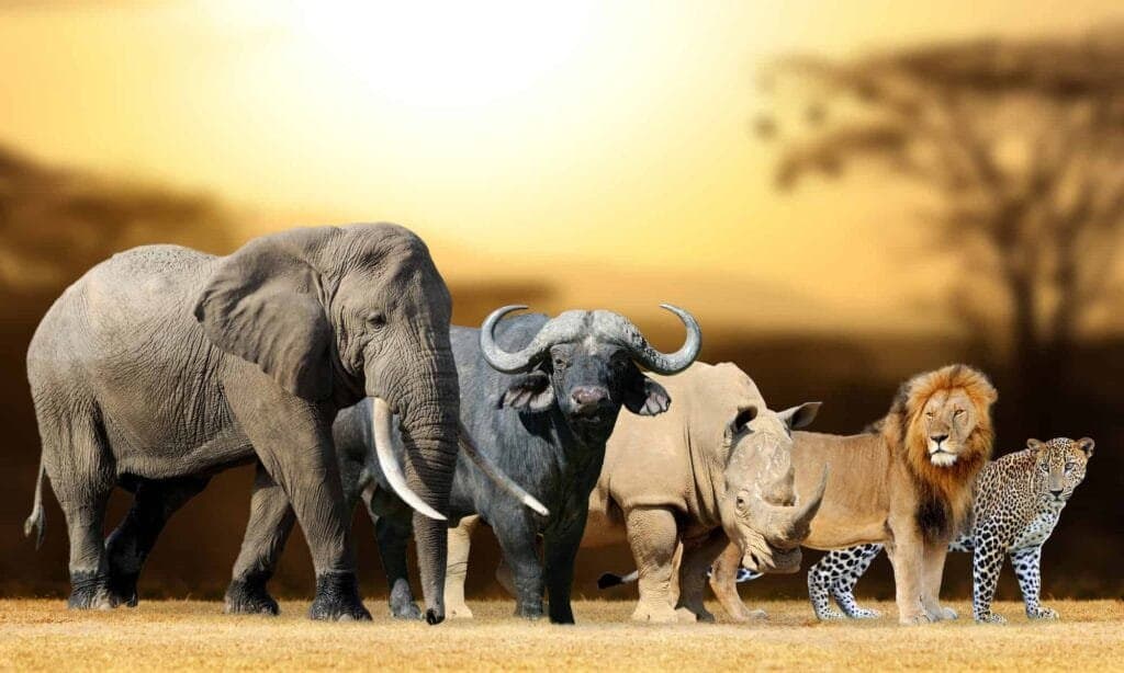 7-Day Rwanda Holiday Experience - Wildlife Safari, Lake Kivu & Cultural Adventure