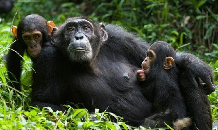 10 DAYS BEST OF RWANDA SAFARI - GORILLAS, CHIMPANZEES, BIG FIVE & CULTURAL EXPERIENCE