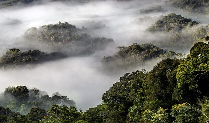 2 Days Nyungwe Chimpanzee Tracking Rwanda Safari
