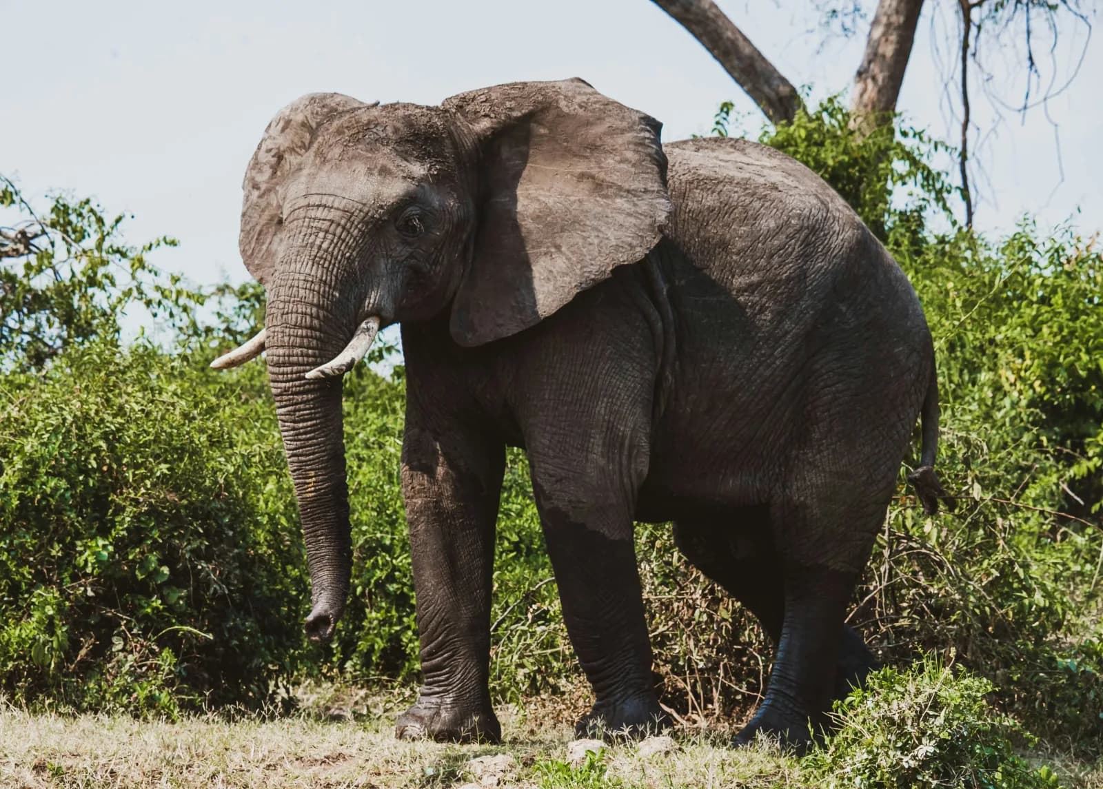8 Days Uganda Primates and Wildlife Safari