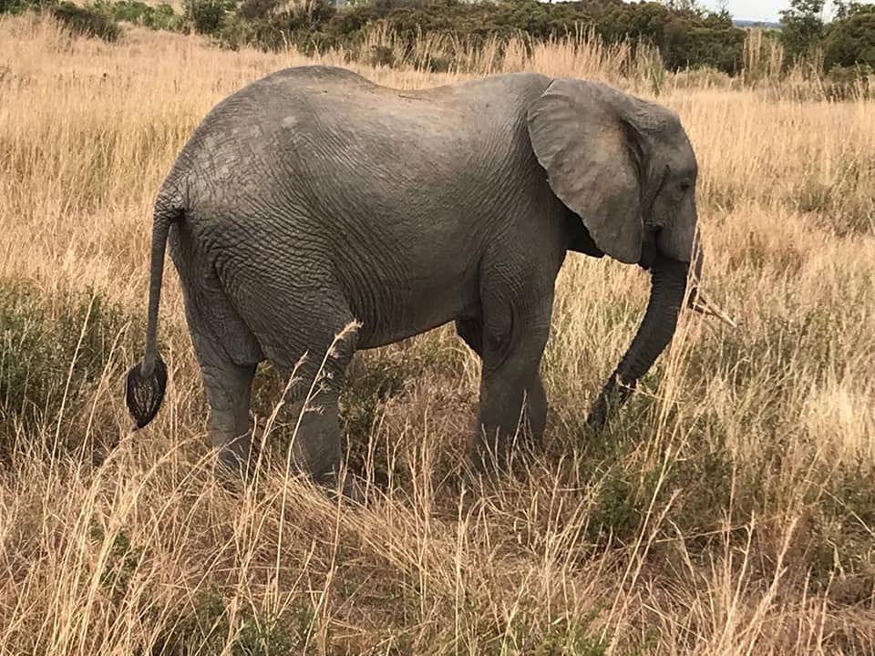 8 Nights 9 Days Magical Kenya Highlights Safari