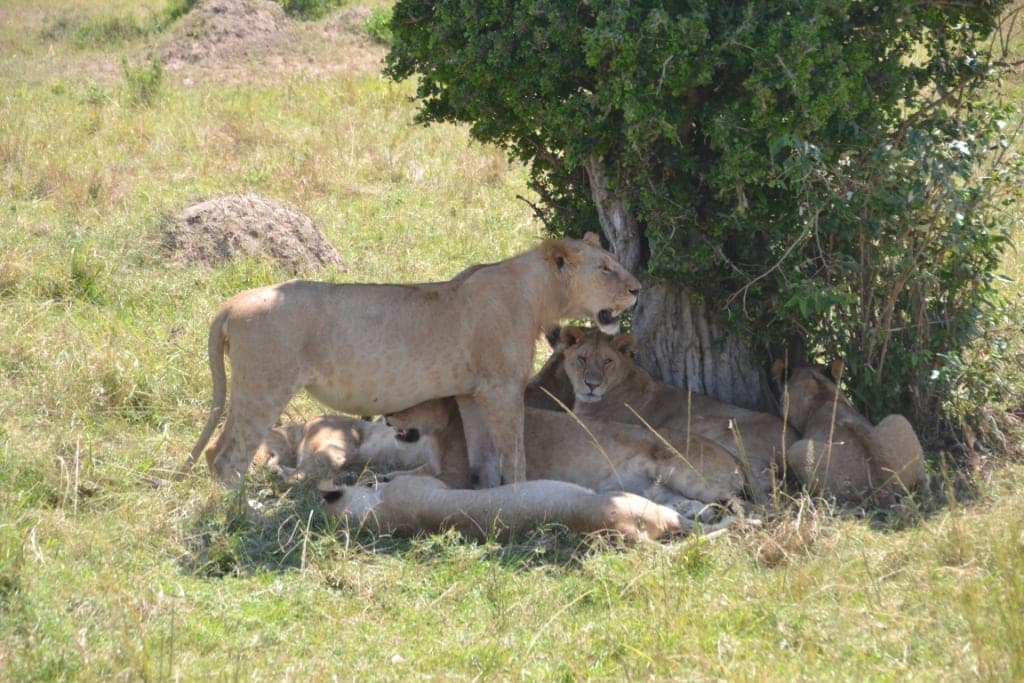 4 Nights 5 Days Northern Tanzania Wildlife Tour