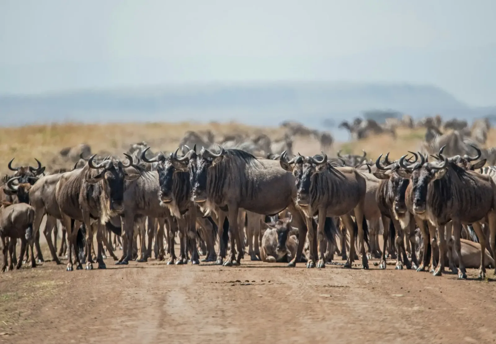 10 days Tanzania Wildebeest Migration Safari