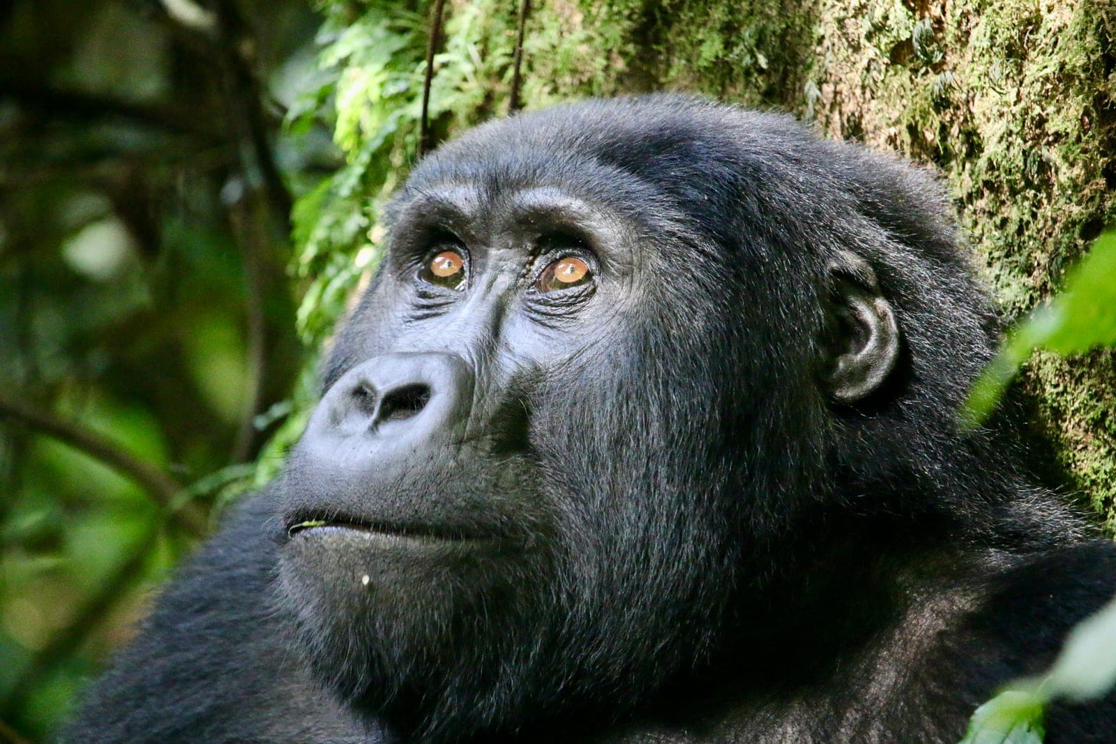 13 Day Magical Rwanda, DRC, Uganda Gorilla Round Trip