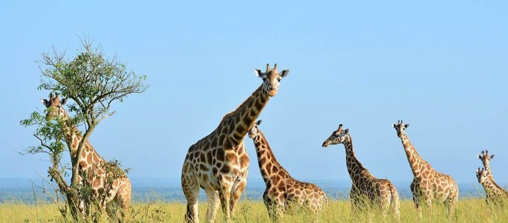 Rwanda travel and safari highlights